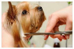 terrier having a haircut terrier having a haircut