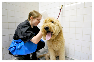 dog having a bath dog having a bath