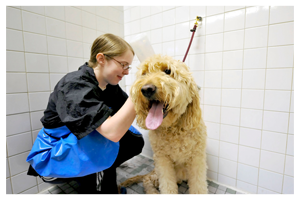 dog having a bath