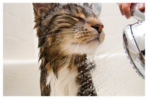 cat taking a bath