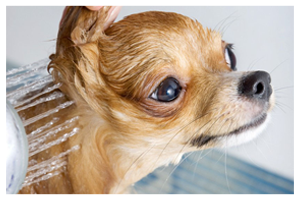 dog taking a bath