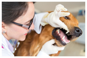 checking teeth of a dog